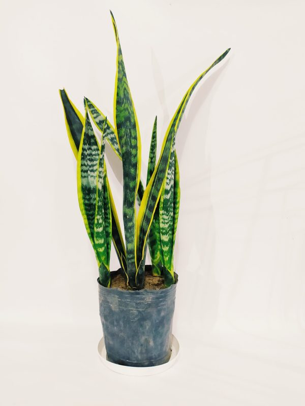 Sansevieria Trifasciata Mediana