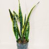 Sansevieria Trifasciata Mediana - Image 6
