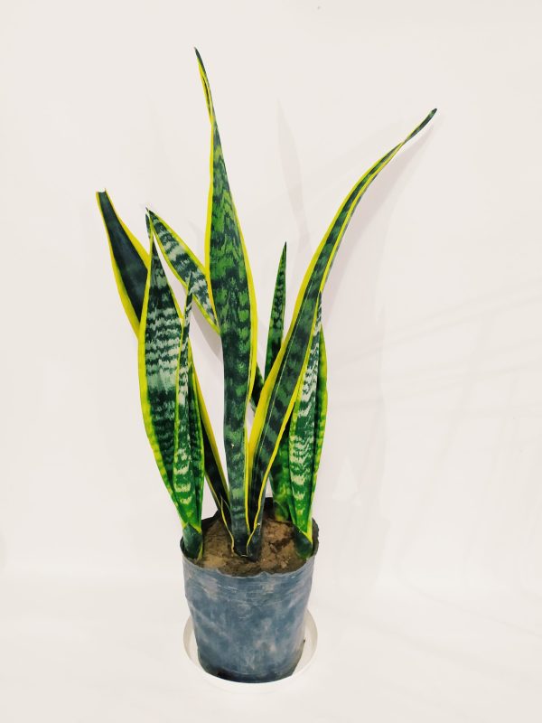 Sansevieria Trifasciata Mediana - Image 6