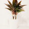 Dracaena Cordyline Chica - Image 4