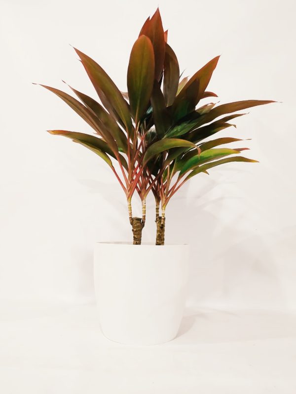 Dracaena Cordyline Chica - Image 4