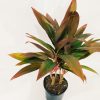 Dracaena Cordyline Chica - Image 3