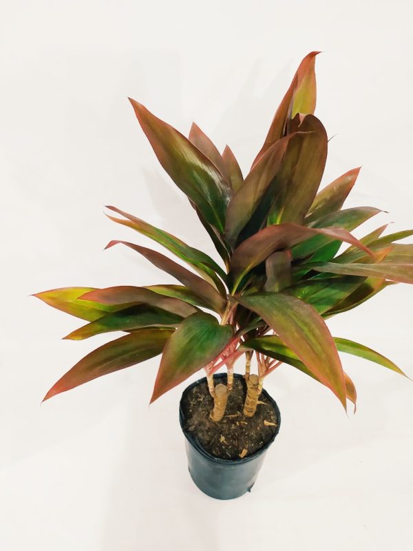 Dracaena Cordyline Chica - Image 3