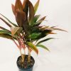 Dracaena Cordyline Chica - Image 2