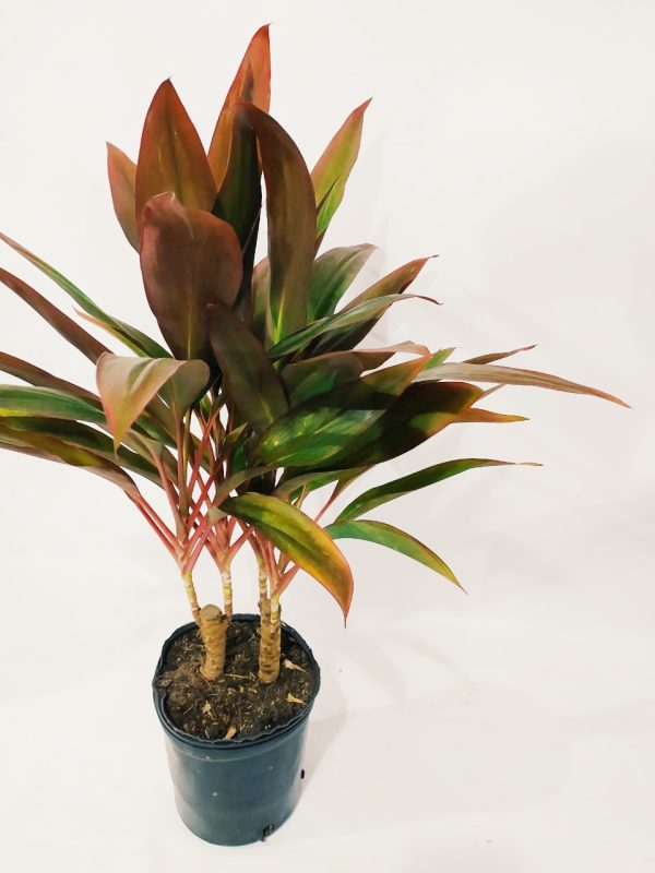 Dracaena Cordyline Chica - Image 2