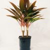 Dracaena Cordyline Chica