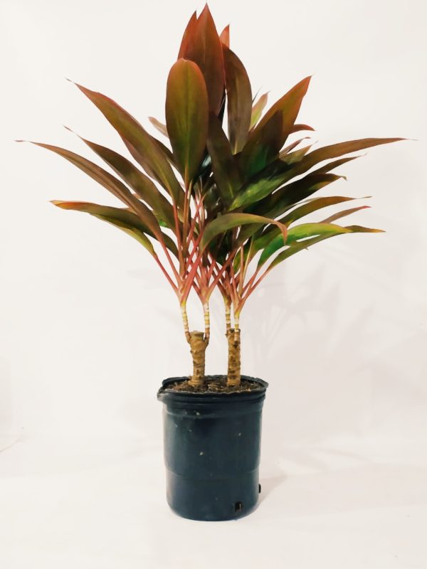 Dracaena Cordyline Chica