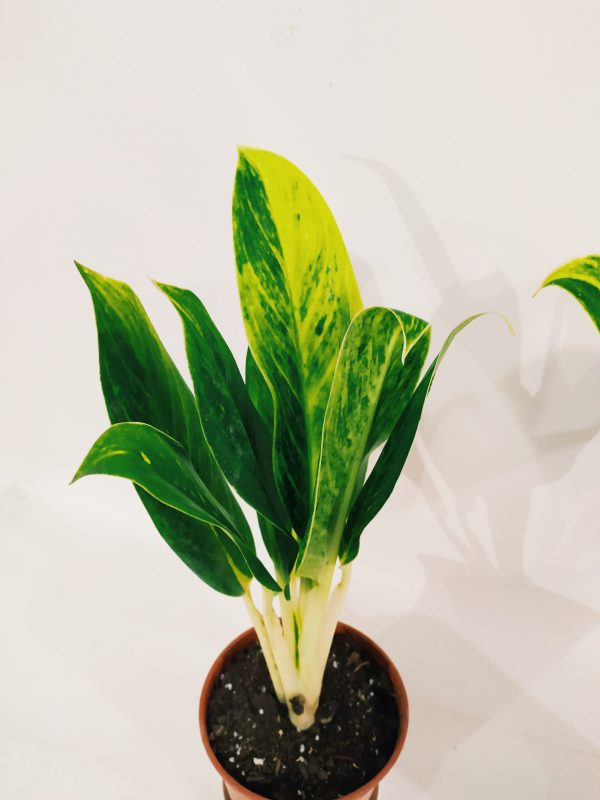 Aglaonema King Of Siam Chica - Image 2