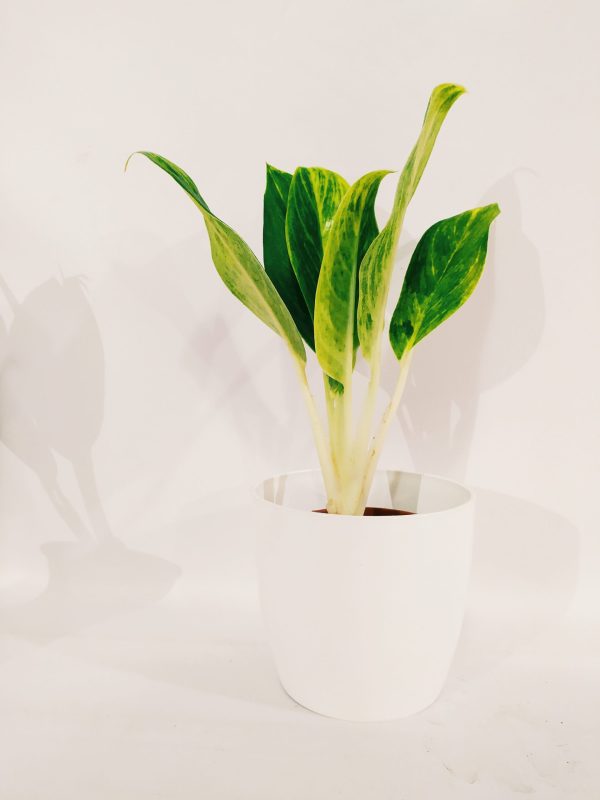 Aglaonema King Of Siam Chica - Image 3