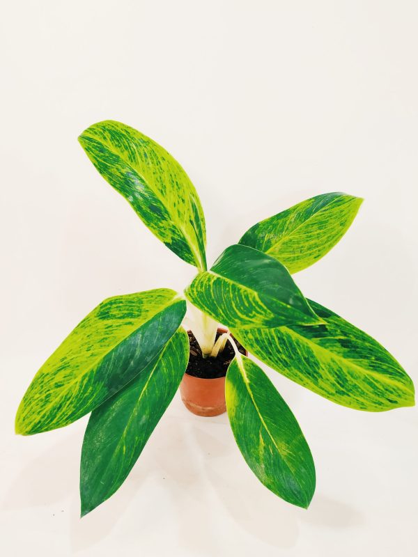 Aglaonema King Of Siam Chica
