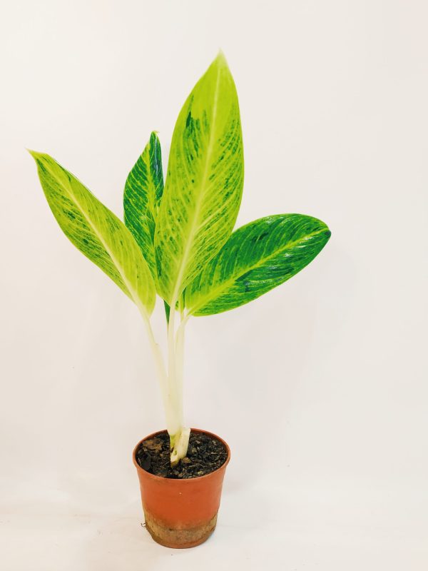 Aglaonema King Of Siam Chica - Image 4