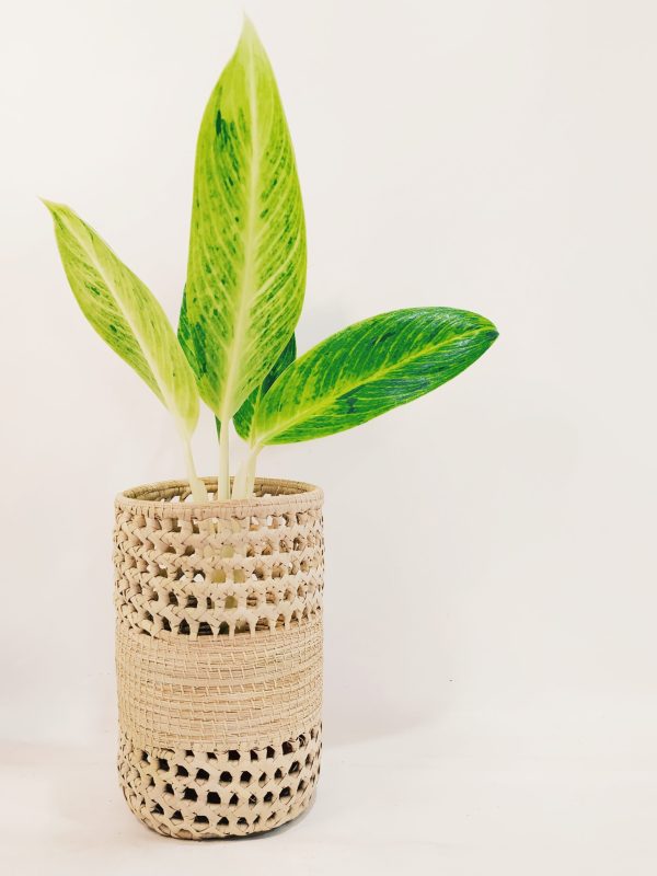 Aglaonema King Of Siam Chica - Image 5