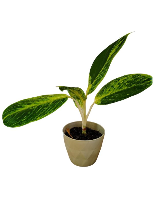 ¡Transforma tu Hogar con la Aglaonema 'King of Siam'! Chica - Image 4
