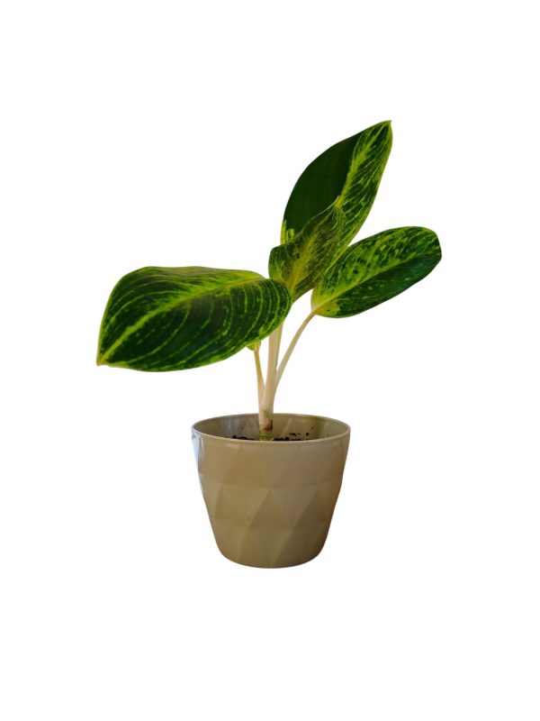 ¡Transforma tu Hogar con la Aglaonema 'King of Siam'! Chica - Image 3