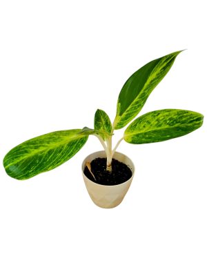 ¡Transforma tu Hogar con la Aglaonema 'King of Siam'! Chica