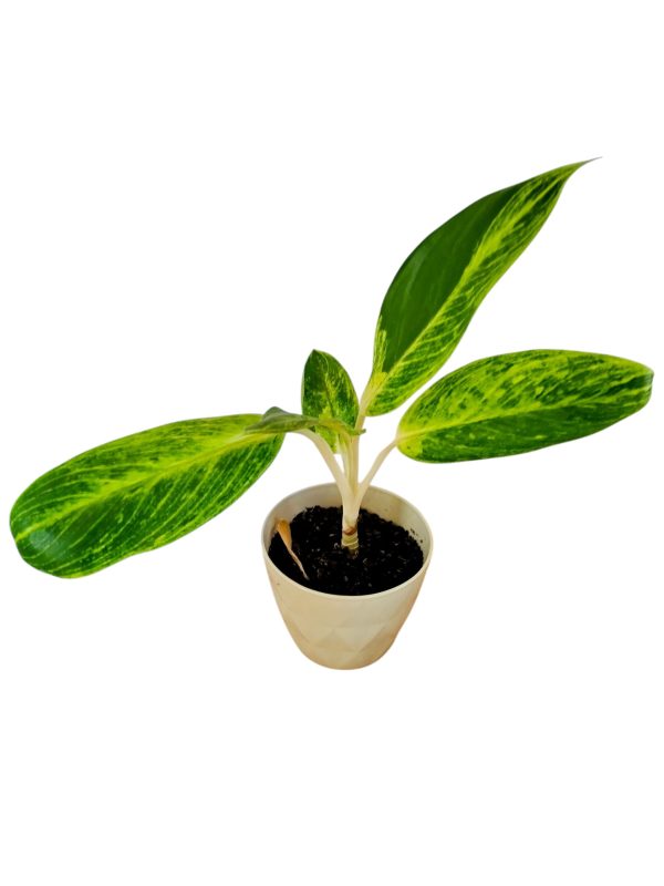 ¡Transforma tu Hogar con la Aglaonema 'King of Siam'! Chica