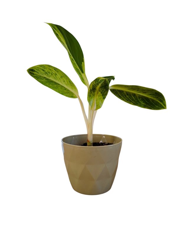 ¡Transforma tu Hogar con la Aglaonema 'King of Siam'! Chica - Image 2