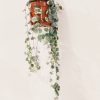 Ceropegia Woodii Variegada - Image 4