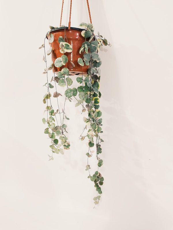 Ceropegia Woodii Variegada - Image 4