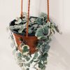 Ceropegia Woodii Variegada - Image 3