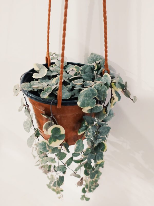 Ceropegia Woodii Variegada - Image 3