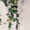 Ceropegia Woodii Variegada - Image 2
