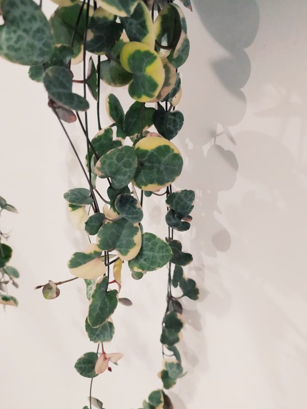 Ceropegia Woodii Variegada - Image 2