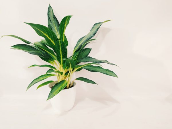 Aglaonema Golden Bay Chica - Image 7