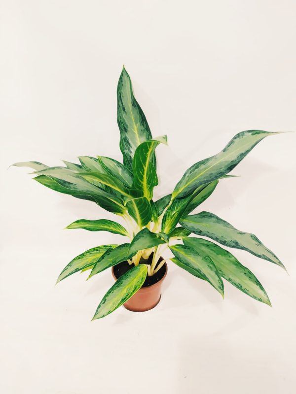 Aglaonema Golden Bay Chica - Image 6