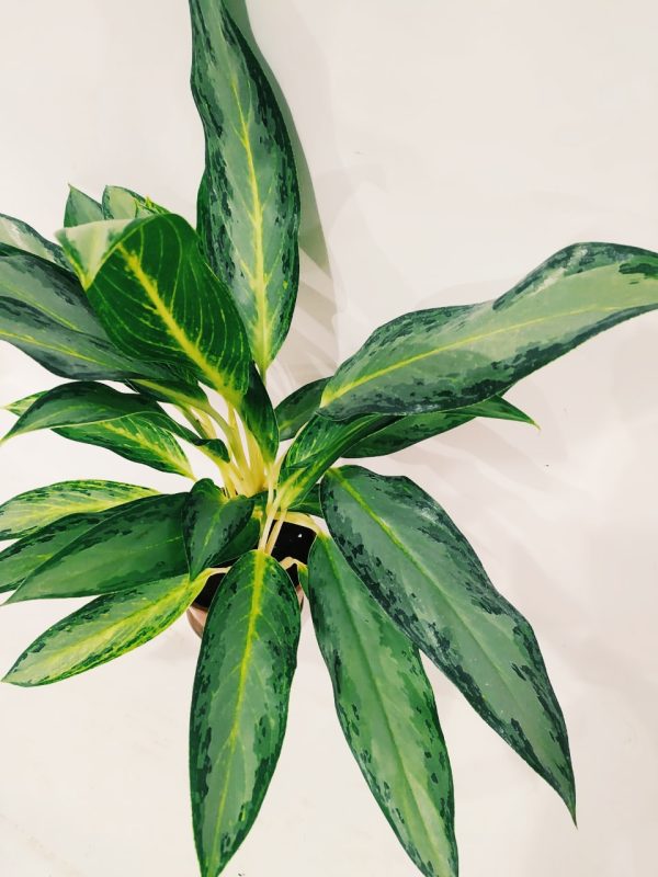 Aglaonema Golden Bay Chica - Image 5