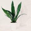 Baby Sansevieria Zeylanica "Mini Planta"
