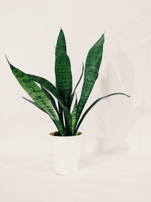 Baby Sansevieria Zeylanica "Mini Planta"