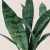 Baby Sansevieria Zeylanica "Mini Planta" - Image 2