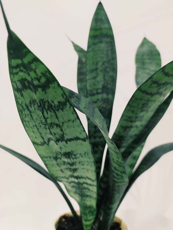 Baby Sansevieria Zeylanica "Mini Planta" - Image 2