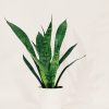 Baby Sansevieria Zeylanica "Mini Planta" - Image 3