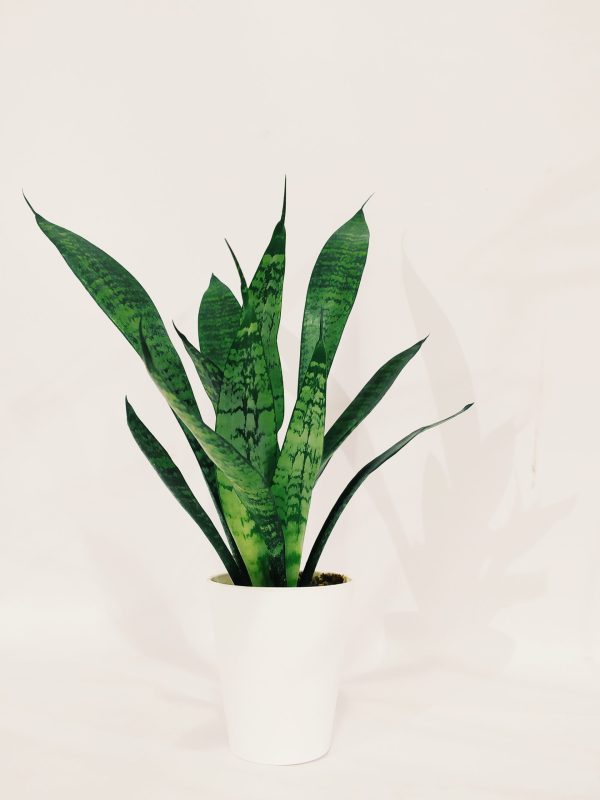 Baby Sansevieria Zeylanica "Mini Planta" - Image 3