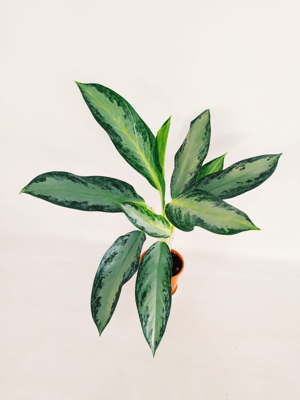 Aglaonema Golden Bay Chica - Image 2