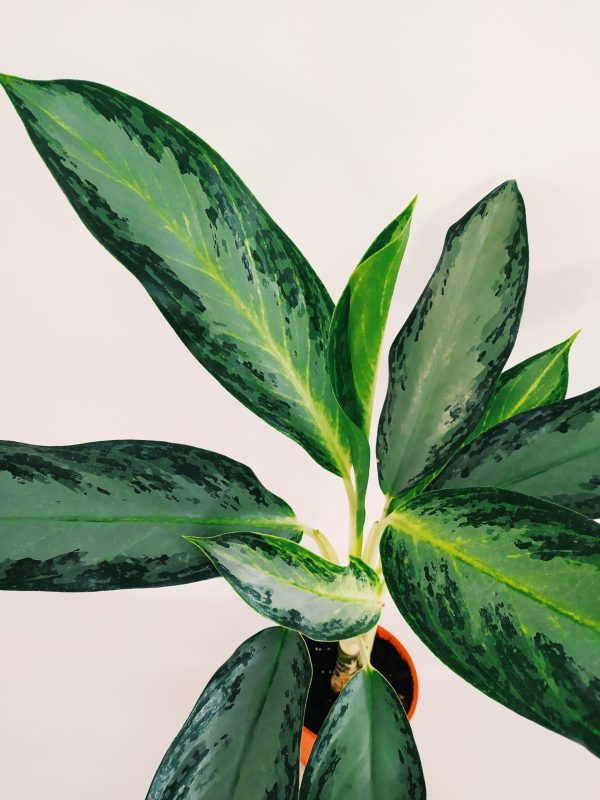 Aglaonema Golden Bay Chica - Image 4