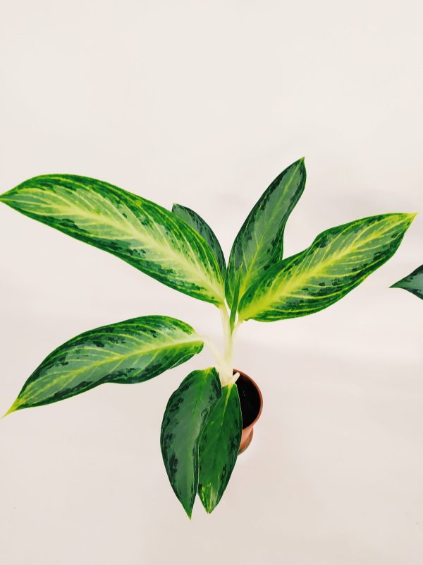 Aglaonema Golden Bay Chica - Image 3