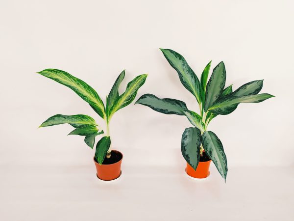 Aglaonema Golden Bay Chica
