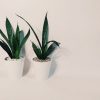 Baby Sansevieria Zeylanica "Mini Planta" - Image 4
