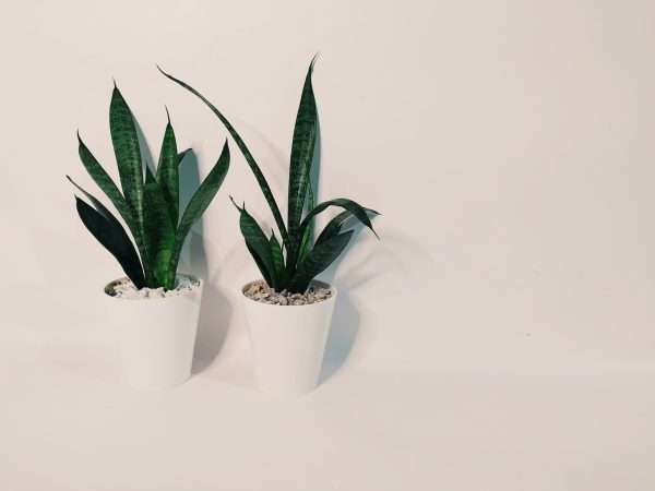 Baby Sansevieria Zeylanica "Mini Planta" - Image 4