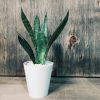 Baby Sansevieria Zeylanica "Mini Planta" - Image 5