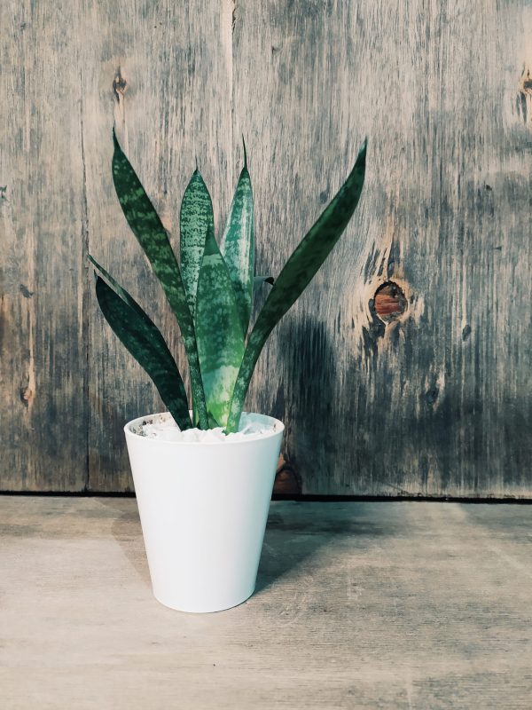 Baby Sansevieria Zeylanica "Mini Planta" - Image 5