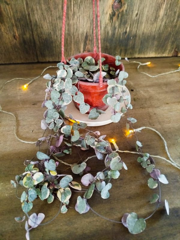 Ceropegia Woodii Variegada