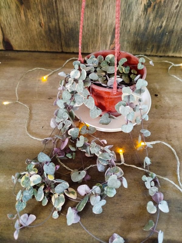 Ceropegia Woodii Variegada - Image 6