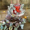 Ceropegia Woodii Variegada - Image 5