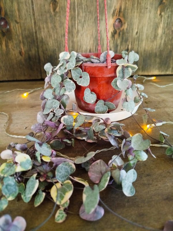 Ceropegia Woodii Variegada - Image 5