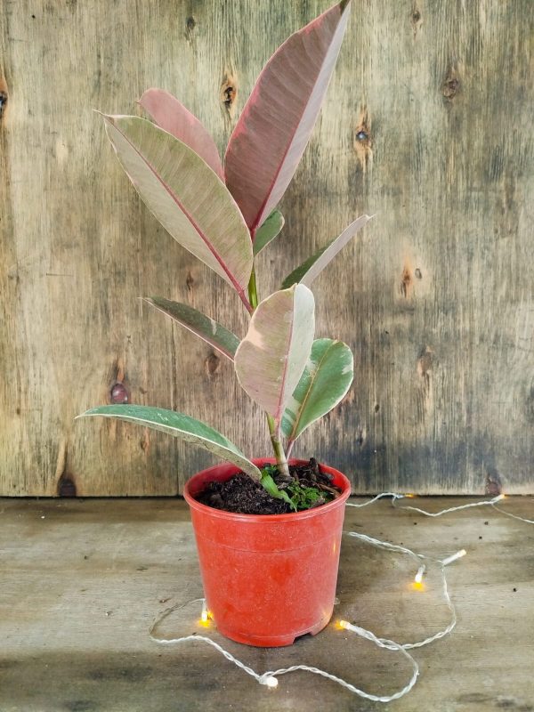 Ficus Elastica Rubi "Baby" - Image 3