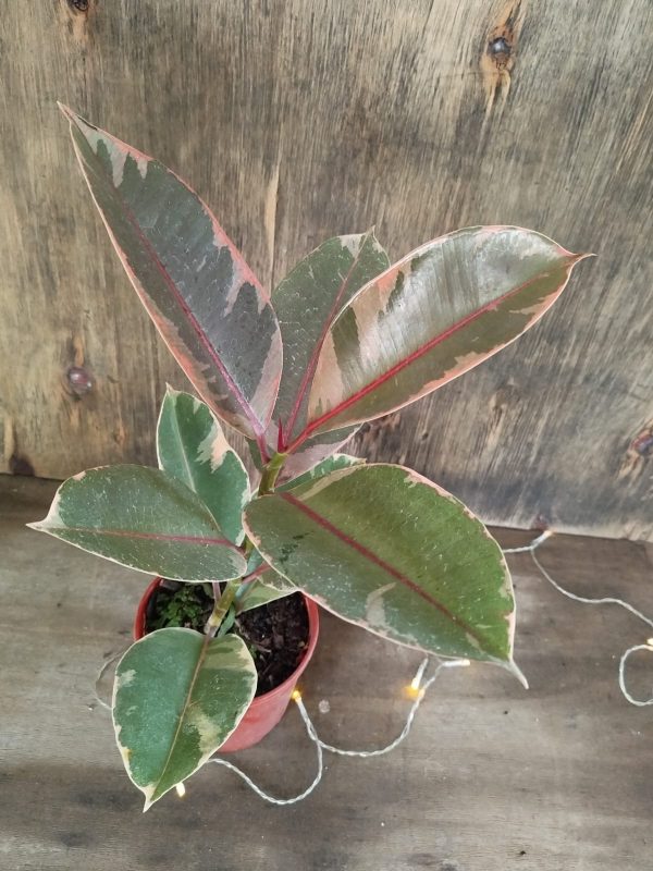 Ficus Elastica Rubi "Baby" - Image 2